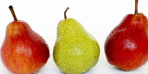 Kruška: zdravstvene koristi i štete